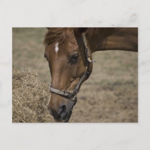 THE HORSE REFUGE POSTCARD