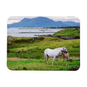 The Horses of Connemara Galway, Ireland Magnet