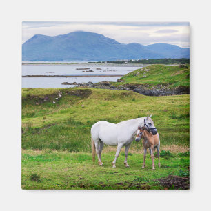 The Horses of Connemara Galway, Ireland Magnet