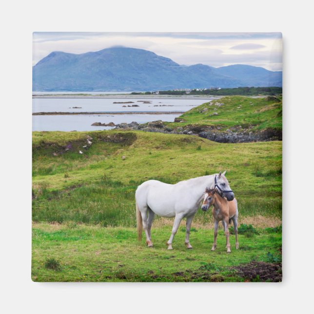 The Horses of Connemara | Galway, Ireland Magnet (Front)