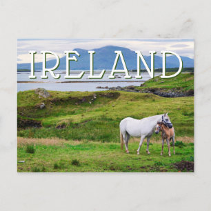 The Horses of Connemara   Galway, Ireland Postcard
