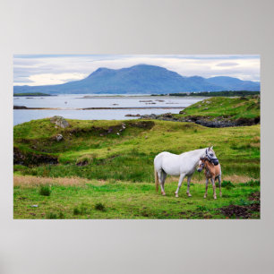 The Horses of Connemara   Galway, Ireland Poster