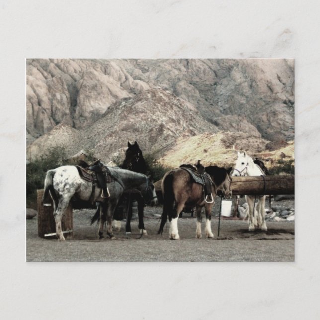 the Horses Postcard (Front)