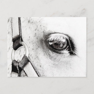 The Horses Soul Postcard
