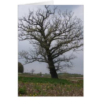 The Huge, Old Oak on 22