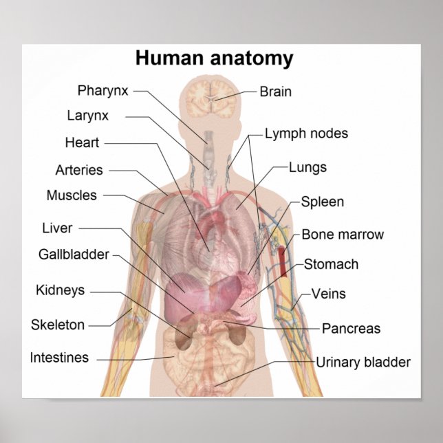The Human Anatomy Poster (Front)
