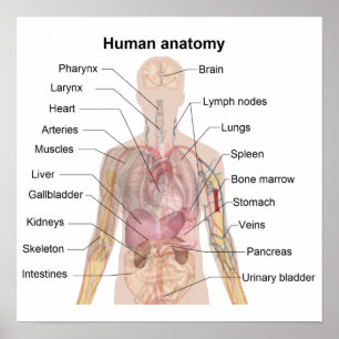 The Human Anatomy Poster