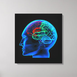The Human Brain  Stretched Canvas Print