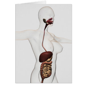The Human Digestive System 1