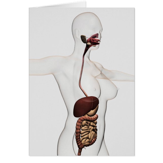 The Human Digestive System 1 (Front)