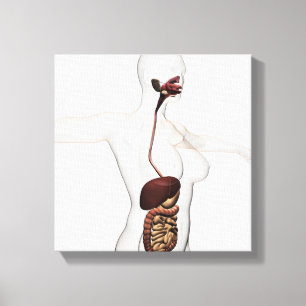 The Human Digestive System 1 Canvas Print