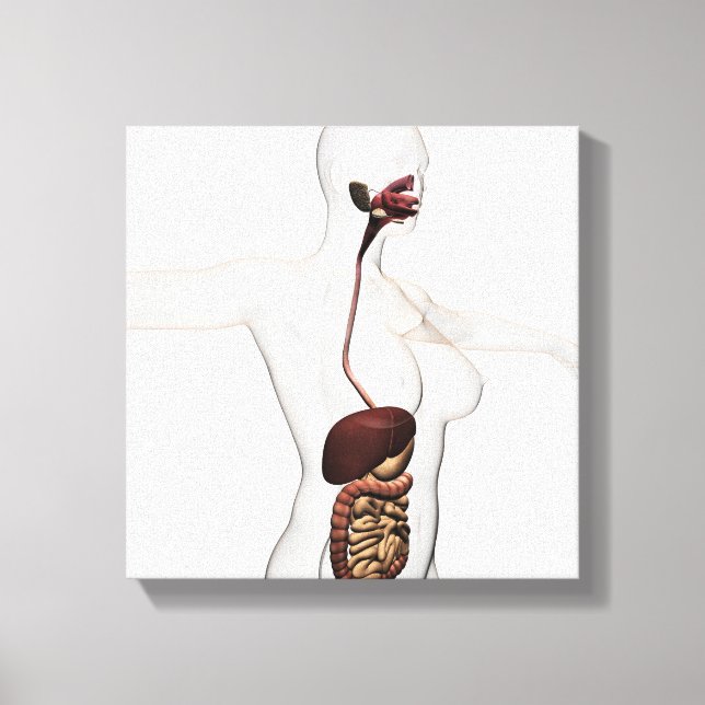 The Human Digestive System 1 Canvas Print (Front)