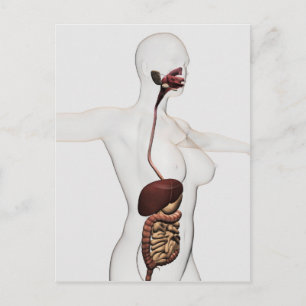 The Human Digestive System 1 Postcard