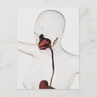 The Human Digestive System 3