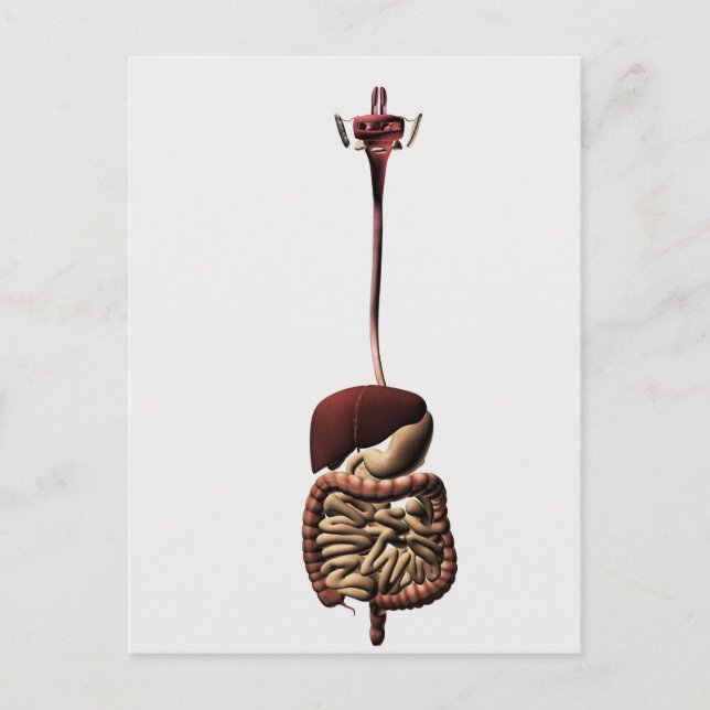 The Human Digestive System 4 Postcard (Front)