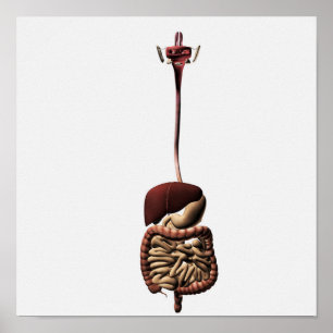 The Human Digestive System 4 Poster