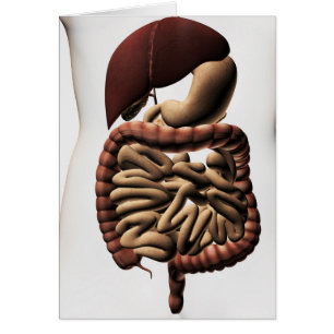 The Human Digestive System 5