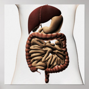 The Human Digestive System 5 Poster