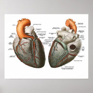 The Human Heart Poster