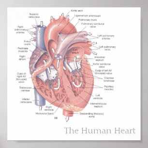 The Human Heart Poster