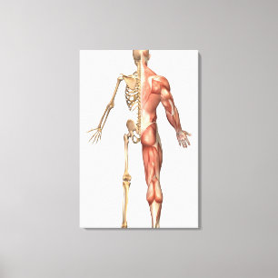The Human Skeleton And Muscular System, Back Canvas Print