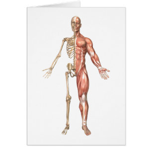 The Human Skeleton And Muscular System, Front