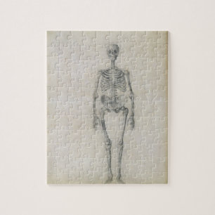 The Human Skeleton, anterior view, from the series Jigsaw Puzzle