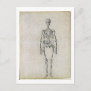 The Human Skeleton, anterior view, from the series Postcard