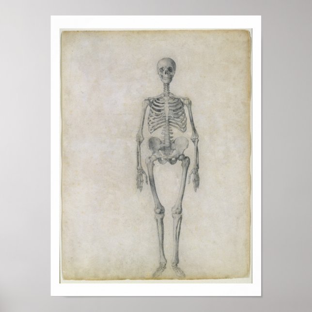 The Human Skeleton, anterior view, from the series Poster (Front)