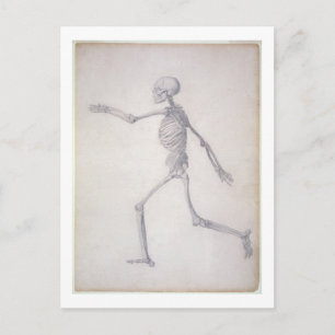 The Human Skeleton, lateral view, from the series Postcard