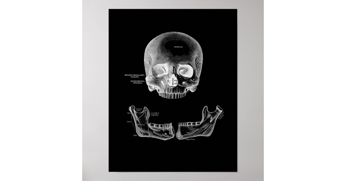 The Human Skull and Jaw Anatomy Print | Zazzle.co.uk