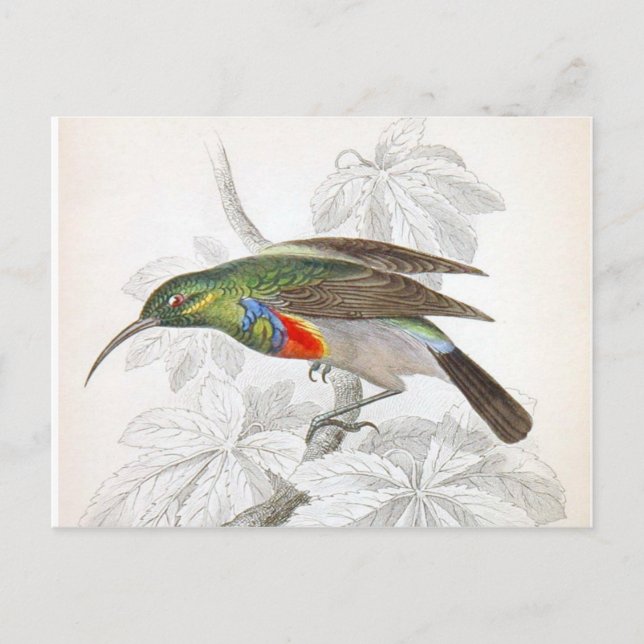 The Hummingbird Postcard (Front)