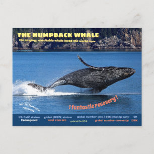 The Humpback Whale endangered postcard, Holiday Postcard