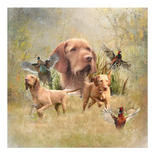 The Hungarian Wirehaired Vizsla  Photo Print
