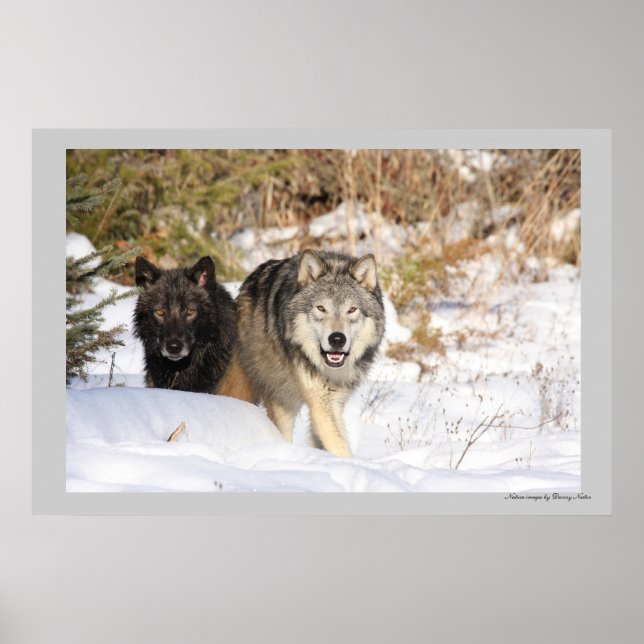 The Hunt Poster (Front)