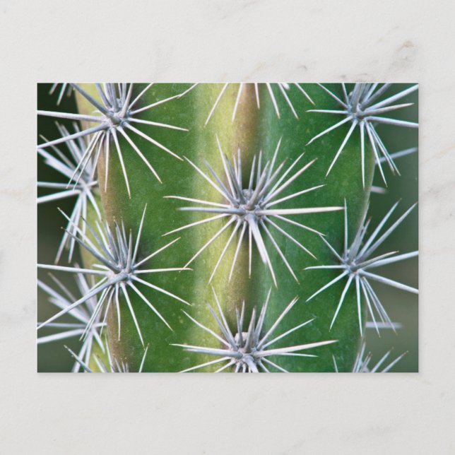The Huntington Botanical Garden, Octopus Cactus Postcard (Front)