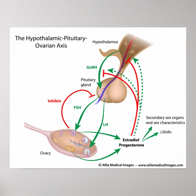 The hypothalamic pituitary ovarian axis, labelled poster (Front)