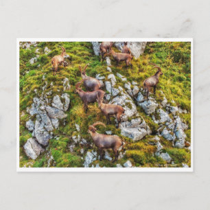 The ibex herd postcard