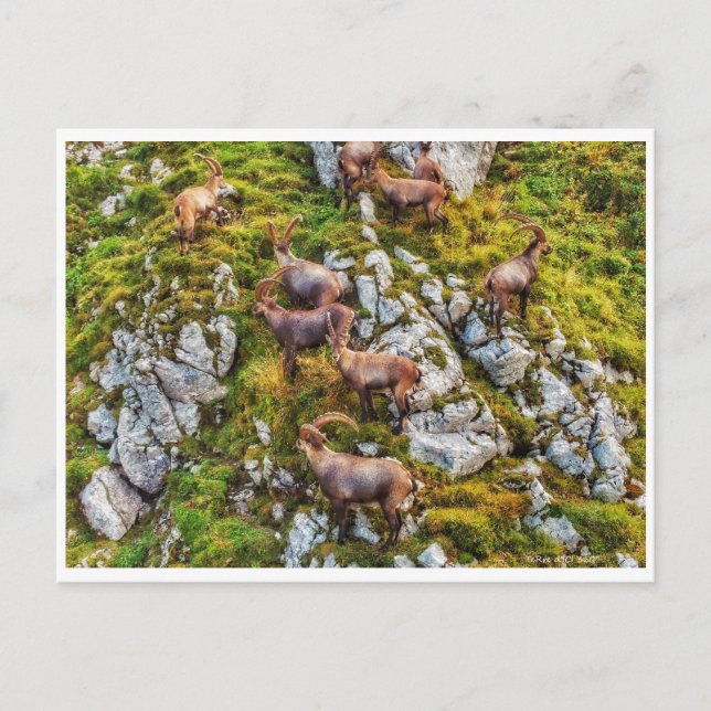 The ibex herd postcard (Front)