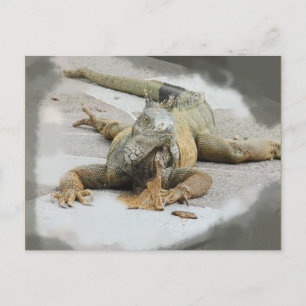 The Iguana in Ecuador Postcard