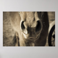 The Incredible Edible Mr. Ed