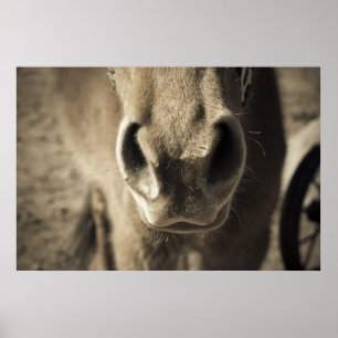 The Incredible Edible Mr. Ed Poster