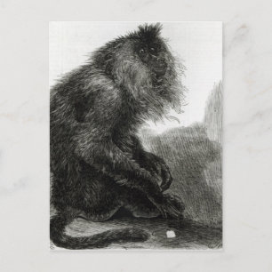 The Indian Waderoo Monkey Postcard