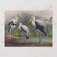 The Indian Wood Ibis by Joseph Wolf