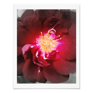 The Inner Fire - Red Rose Photography Photo Print