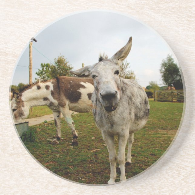 The inquisitive Donkey Coaster (Front)