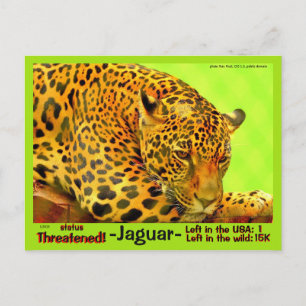 The Jaguar is an endangered animal - Postcard