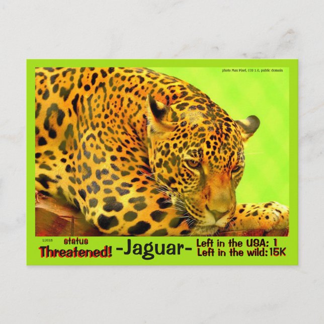 The Jaguar is an endangered animal - Postcard (Front)