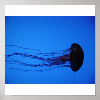 The Jellyfish Poster