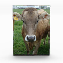 The Jersey Cow Portrait